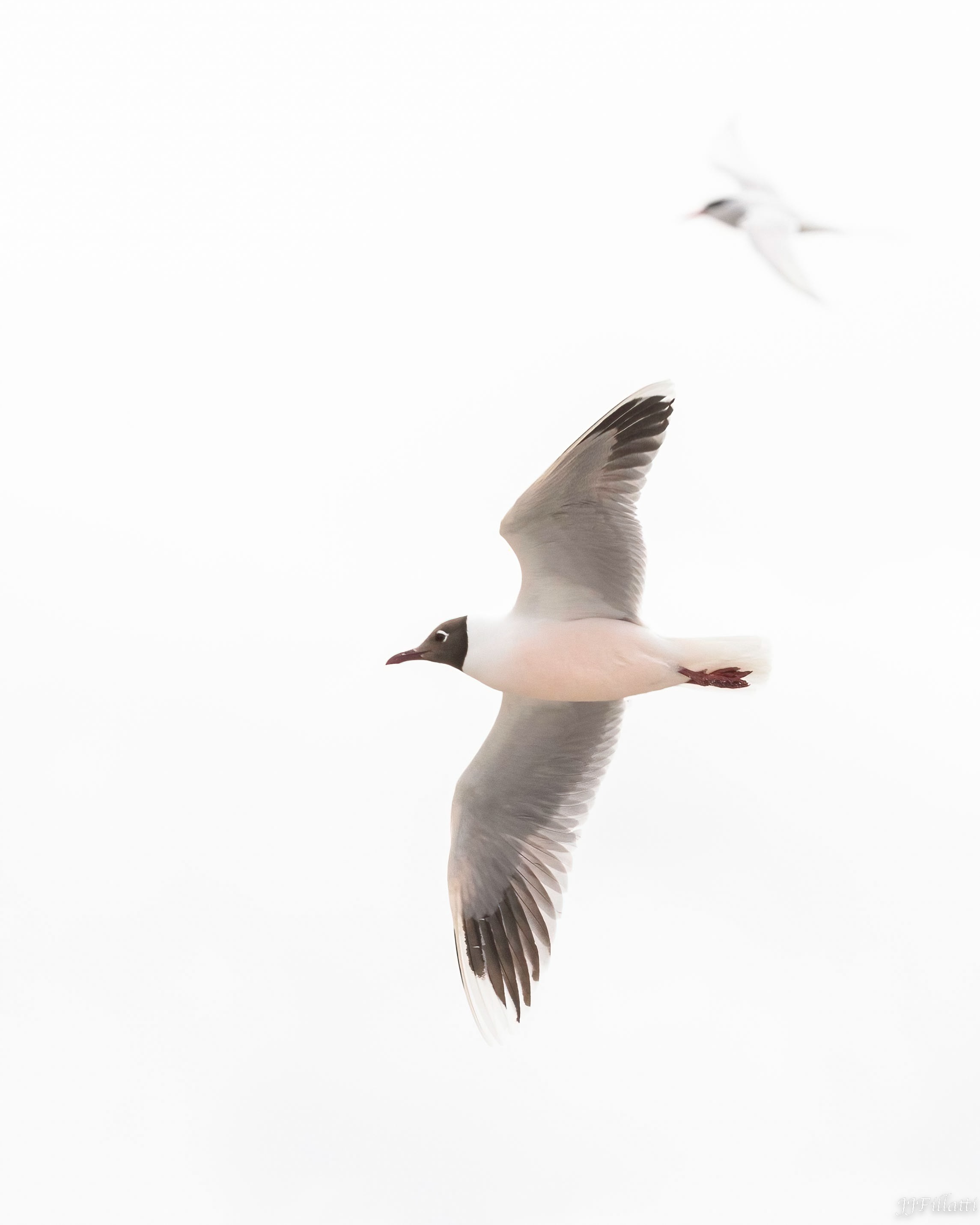 bird of the falklands image 85